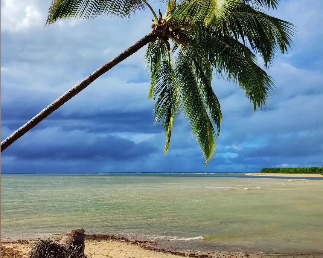 A coconut palm leaning over the beach, with calm sea and a heavy sky behind