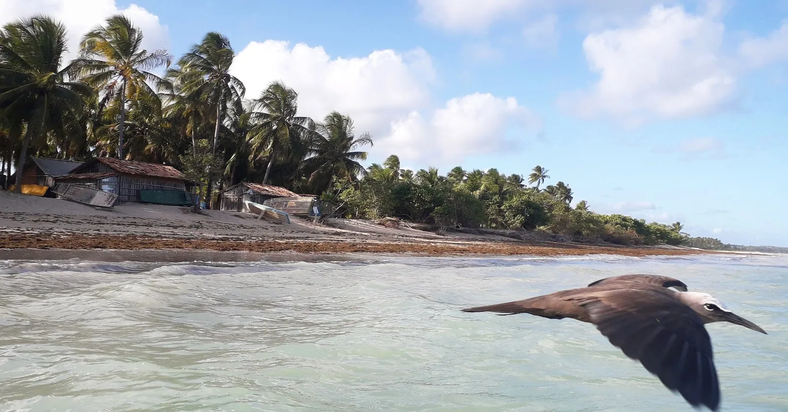 Praia da Rota Ecológica dos Milagres com uma ave em voo, Alagoas