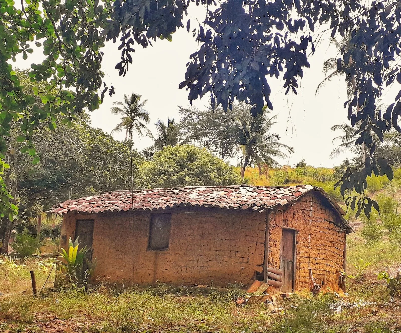 Casa tradicional de taipa, feita de barro, entre a vegetação do litoral