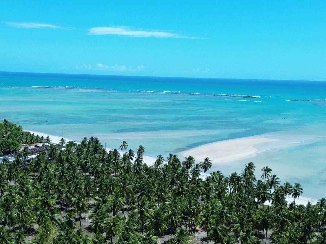 Aerial view of coconut palms and turquoise sea at Tatuamunha, on the Ecological Route of Milagres, Alagoas