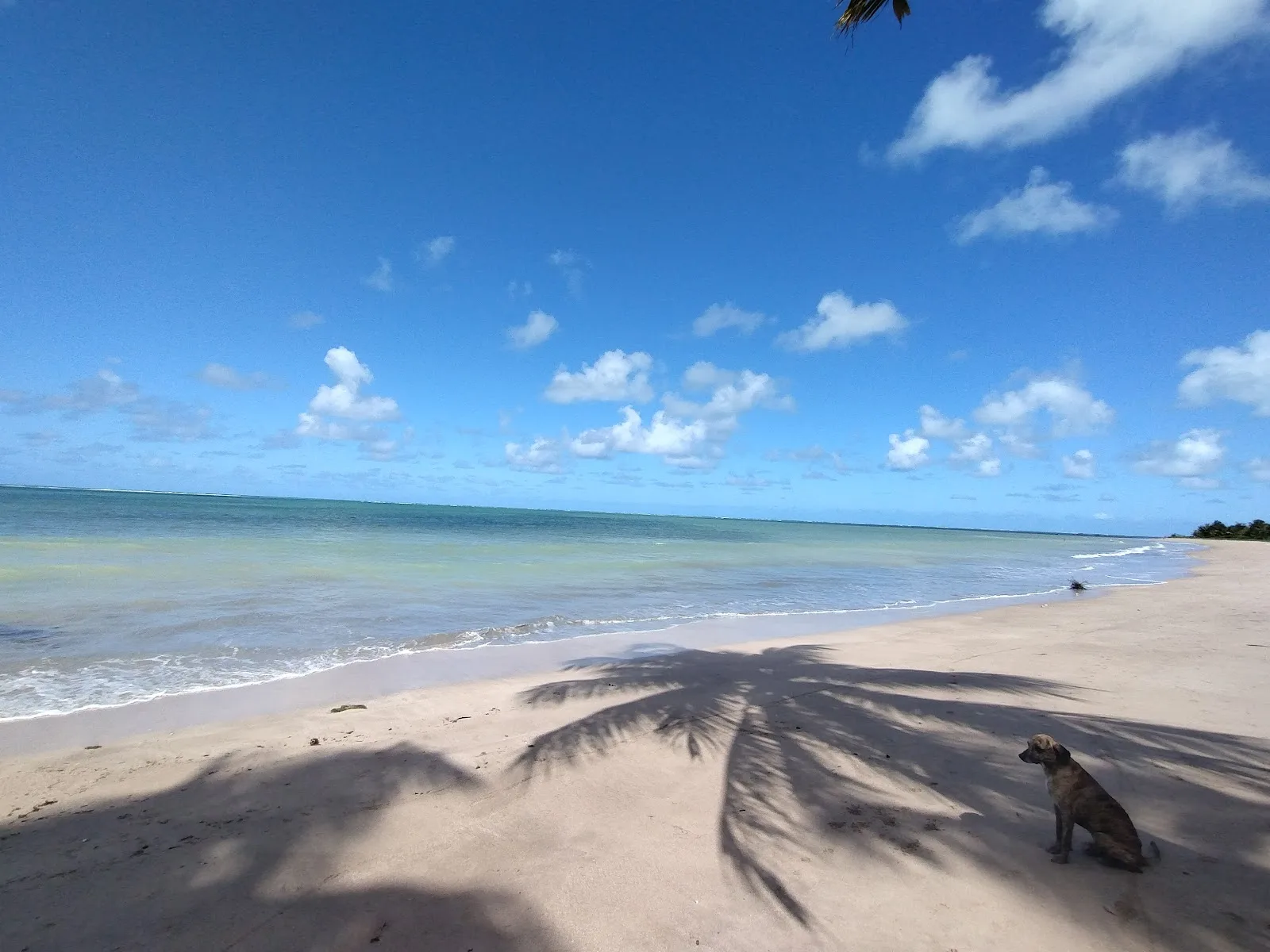 Praia quase deserta de Tatuamunha, com a sombra de um coqueiro sobre a areia